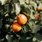 Cerezas y Albaricoques 2026 en el árbol.