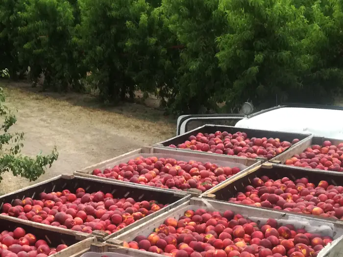 Fruta directa del campo, camión cargado