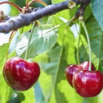 La cereza, el tesoro de la primavera que debes comprar directo del agricultor