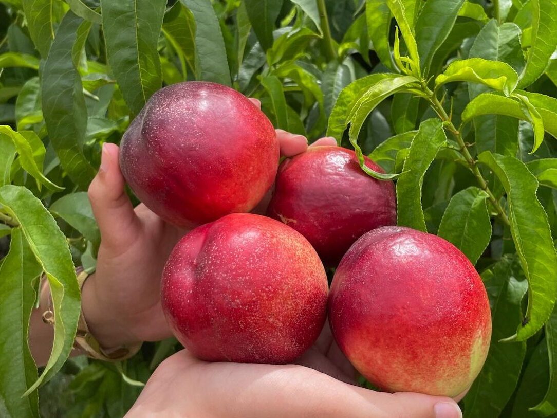 Nectarinas rojas entre las manos