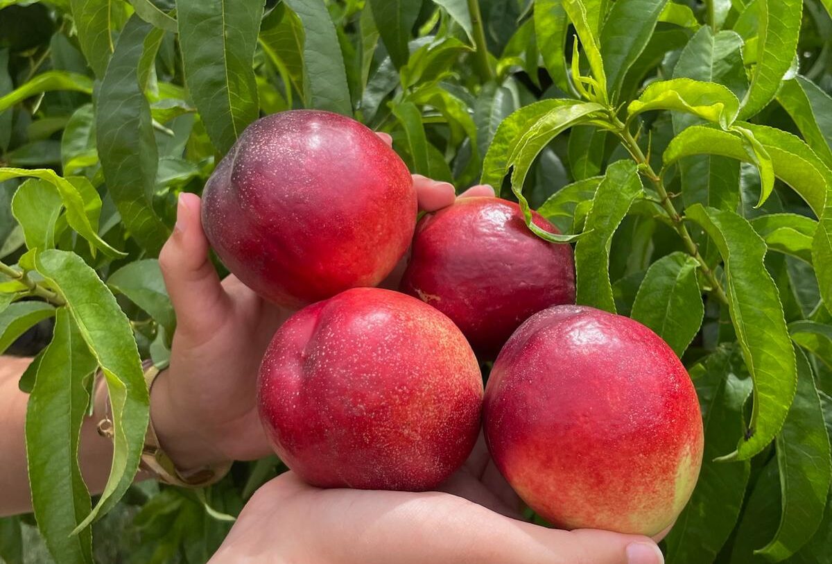 Nectarinas rojas entre las manos