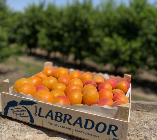 Albaricoques Laidy Cot