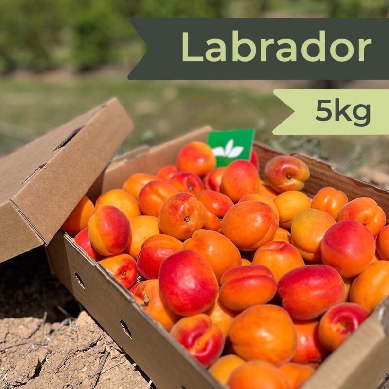 Albaricoques Premium