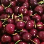 Teixidor Fruits 04