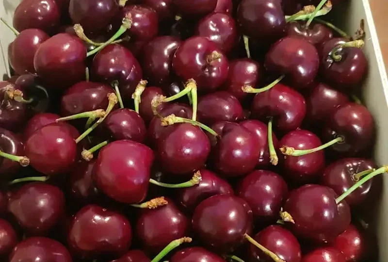 Teixidor Fruits 04